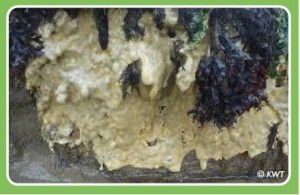 Carpet Sea Squirt found at Cuxton on River Medway in Kent